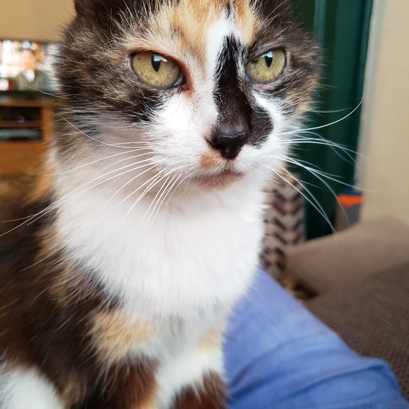 Meet your Posher, Amy - Picture 1 of 1